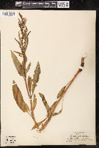 Rumex mexicanus image