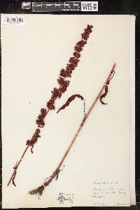 Rumex obtusifolius image