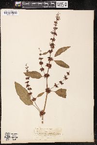 Rumex obtusifolius image