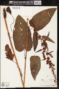 Rumex obtusifolius image