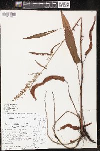 Rumex occidentalis image