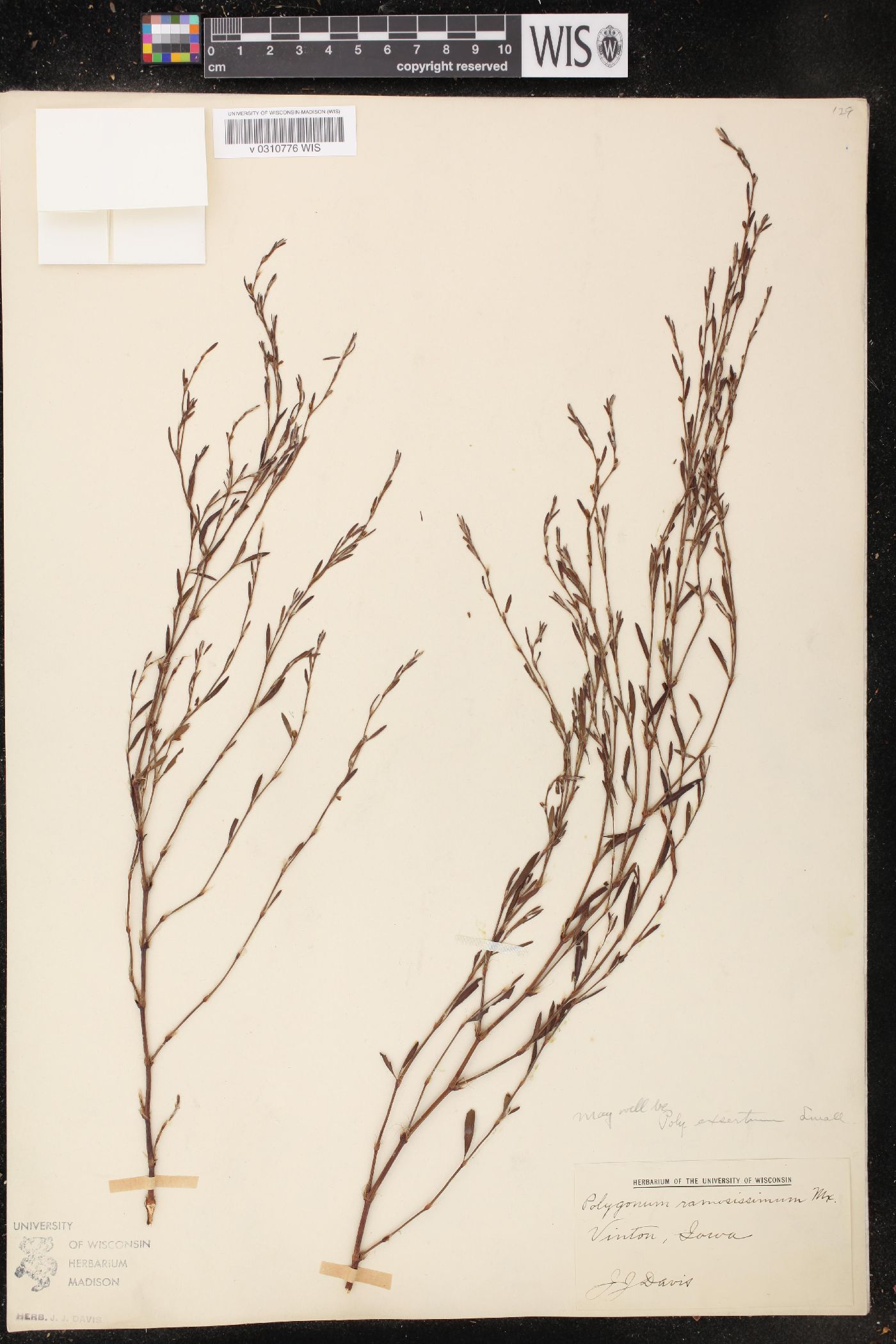 Polygonum ramosissimum var. ramosissimum image