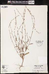 Polygonum sawatchense image