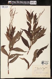 Polygonum setaceum image