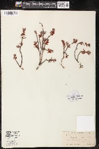 Polygonum shastense image