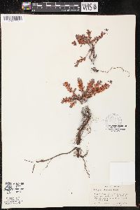 Polygonum shastense image