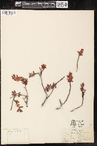 Polygonum shastense image