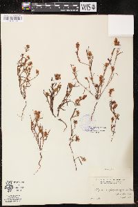 Polygonum spergulariiforme image