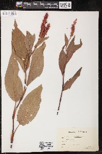 Image of Persicaria vestita