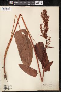 Rumex occidentalis image