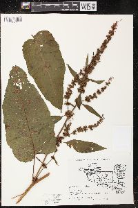 Rumex obtusifolius image