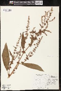 Rumex obtusifolius image