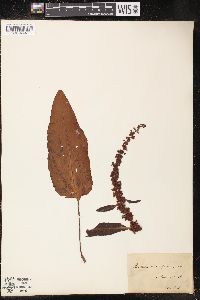 Rumex obtusifolius image