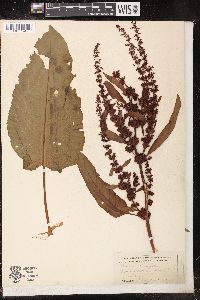 Rumex obtusifolius image