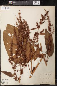 Rumex obtusifolius image