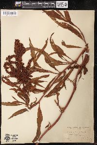 Rumex pallidus image