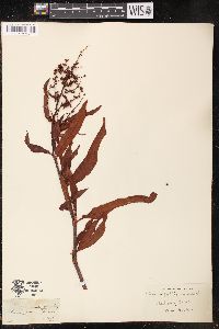 Rumex pallidus image