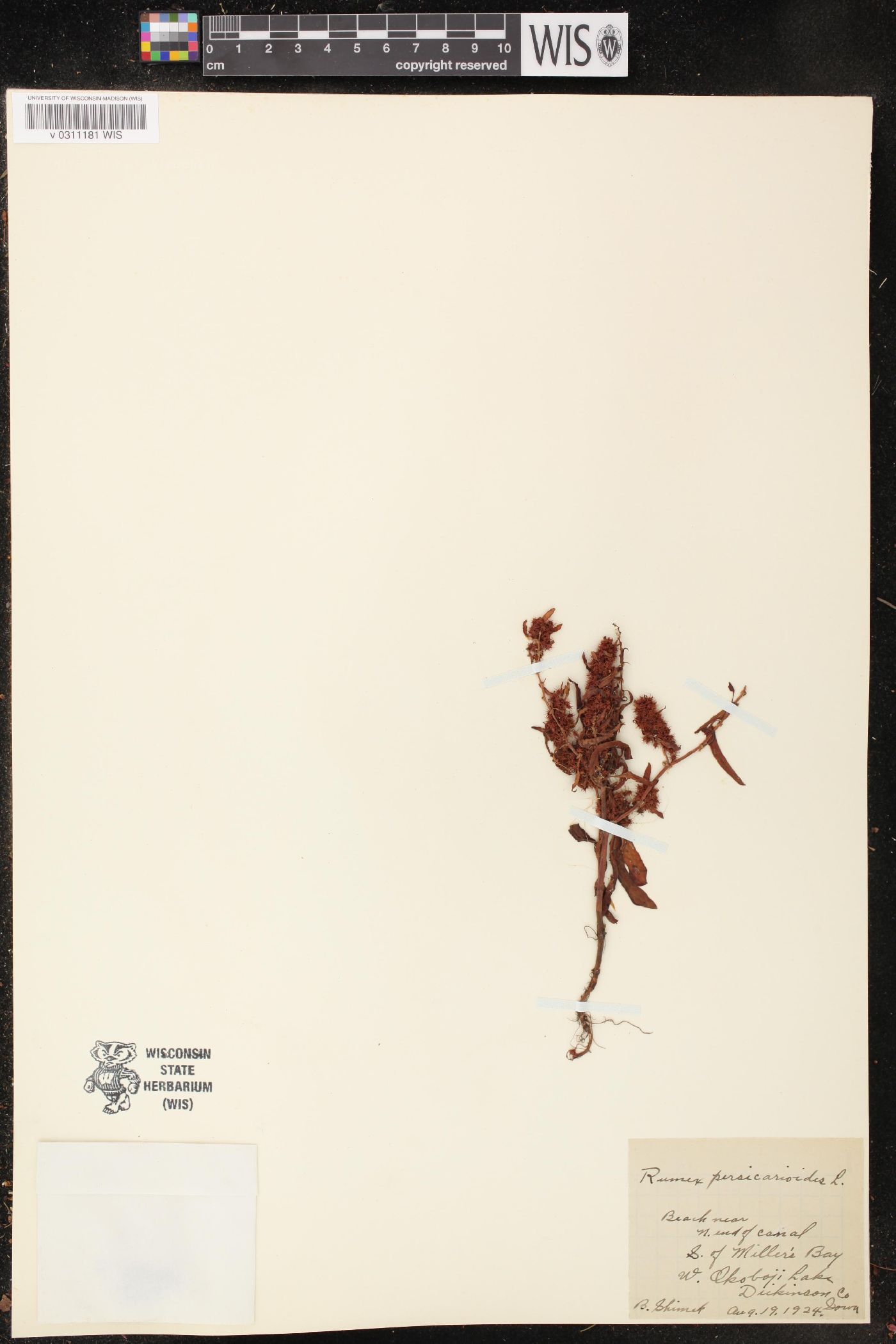 Rumex persicarioides image