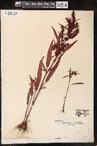 Rumex maritimus image