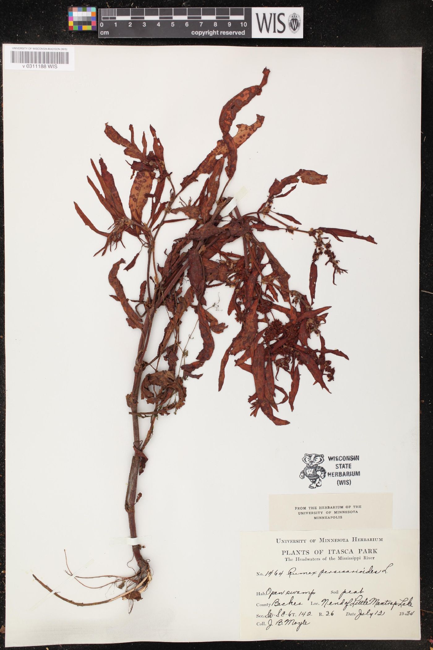 Rumex persicarioides image