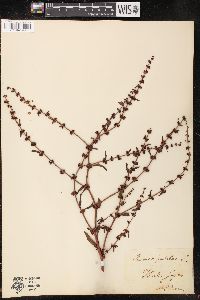 Rumex pulcher image