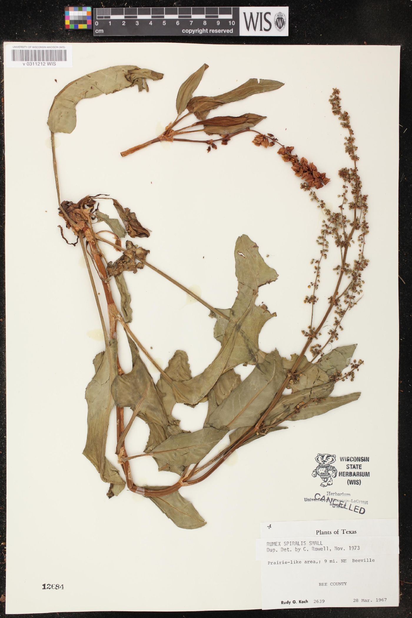 Rumex spiralis image