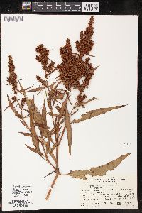 Rumex transitorius image