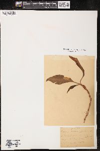 Rumex salicifolius image