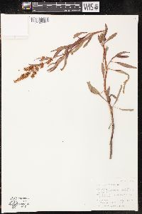 Rumex salicifolius image