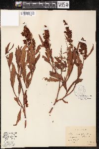 Rumex salicifolius image