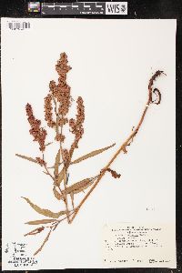 Rumex venosus image