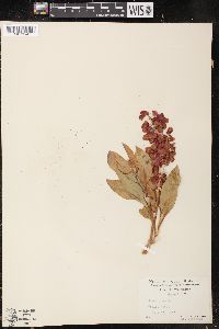 Rumex venosus image