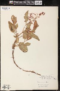 Rumex venosus image