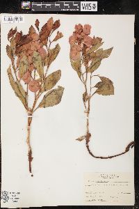 Rumex venosus image