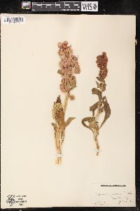 Rumex venosus image