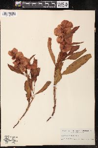 Rumex venosus image