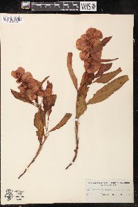 Rumex venosus image