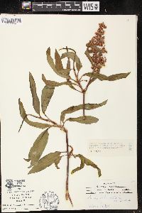 Rumex verticillatus image