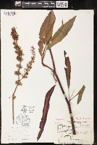 Rumex verticillatus image