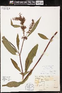 Rumex verticillatus image