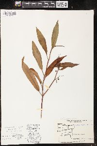 Rumex verticillatus image