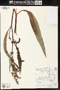 Rumex verticillatus image