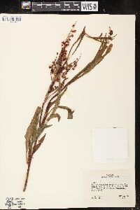 Rumex verticillatus image