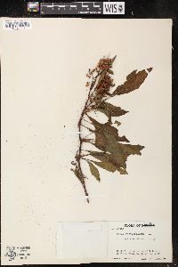 Rumex verticillatus image