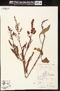 Rumex verticillatus image