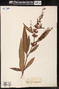 Rumex verticillatus image