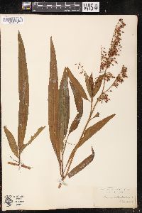 Rumex verticillatus image