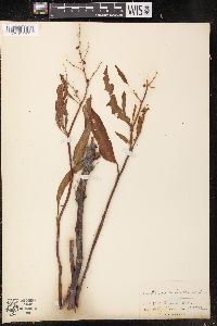 Rumex verticillatus image