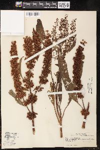 Rumex verticillatus image