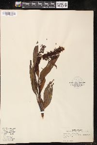 Rumex verticillatus image